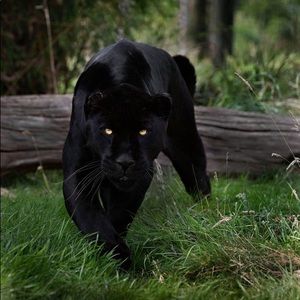 Meet your Posher, Brooks